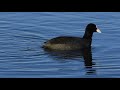 ♪鳥くん野鳥動画（千葉県手賀沼）オオバン近距離20191205jo6a4677