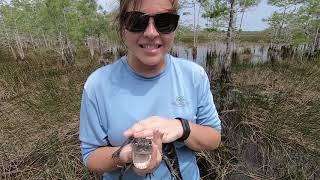 Everglades Animals