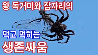 왕독거미와 잠자리의 먹고먹히는 생존싸움