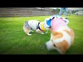 親戚コーギーさんとドッグランへ corgi puppy