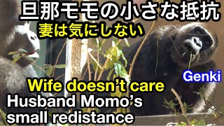 母は強し🎵ゲンキ母はモモタロウの圧には屈しない🌸Mum Genki would not yield to Momotaro's pressure【KyotoZoo京都市動物園】2021/12/24