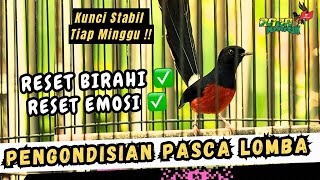 NETRALKAN BIRAHI DAN EMOSI MURAI BATU PASCA LOMBA ‼️