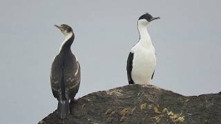 Phalacrocorax atriceps (Cormoran imperial)