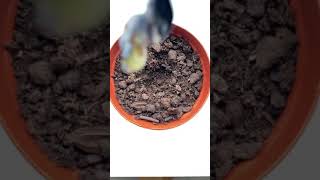 Growing Blueberries | creative explained