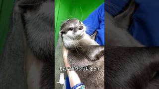 飼育員の長期間連休が禁止になった理由