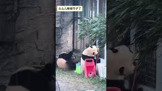 姐妹俩“偷”么么的竹子 #来这吸熊猫 #panda #大熊猫 #一方水土养一方熊猫 #cute