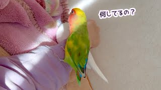 鳩とママが何してるのか気になってるコザクラインコ  腕が幸せなんですけど♡