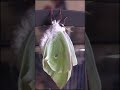 Luna Moth Inflates Wings  (x200 speed)