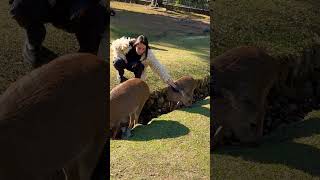 鹿に愛情たっぷりの外国人観光客🫎奈良公園 Nara Park deer 🦌 japan