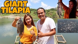 GIANT TILAPIA 😮 Fingerlings of Tilapia || Halos Mapuno ang Fishpond nang Isda 🐟 Fishpond Visit ♥️