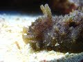 sea hare dolabella auricularia