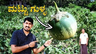 ಉಡುಪಿ ಸ್ಪೆಷಲ್ ಮಟ್ಟುಗುಳ್ಳದ ಕಥೆ |Mattu Gulla | Why is this brinjal variety exclusively grown  in mattu