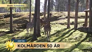 Hipp hipp hurra - Kolmården fyller 50 år - Nyhetsmorgon (TV4)