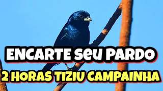 ENCARTE PARA FILHOTES TIZIU CAMPAINHA | PARDINHO COM CANTO CAMPAINHA | COMO ENCARTAR CANTO EM TIZIU