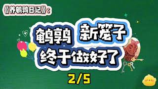 【养鹌鹑日记】鹌鹑新笼子终于做好了！超级详细的鹌鹑笼子设计介绍，自己也能在家动手做！给你的鹌鹑一个可爱的家吧！2/5