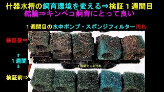 什器水槽の環境を変える（水流を強くする）とどうなるか。今回は1週間目の報告⇒ペアリング１水槽、稚魚蹴り出し1水槽、卵蹴り出し1水槽。水中ポンプのスポンジフィルターの汚れ具合チェック。検証は今後も継続