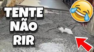 TENTE NÃO RIR: OS MELHORES VÍDEOS DA INTERNET #videosengraçados #humor #tentenaorir #tiktok #comedia