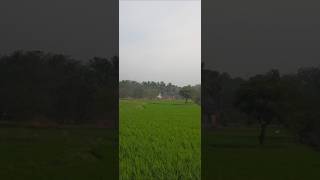 ഈ കാഴ്ചകൾ ഗ്രാമങ്ങൾക്ക് സ്വന്തം 🦩🕊️#youtubeshorts #birds #outdoors #green #trending