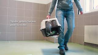 Katzentransport-Training für Katzen kurz gefasst