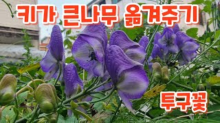 꽃구경 하시면서 키가 큰나무 옮겨주기 화단 정리하기