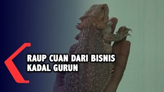 Raup Cuan dari Bisnis Ternak Kadal Gurun Australia