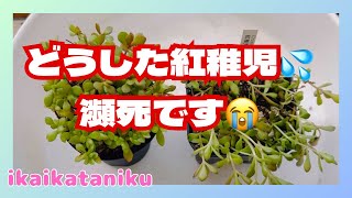 #102 『多肉植物』どうした紅稚児💦瀕死です😭