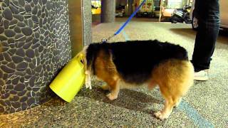 1000124(Welsh Corgi)柯基cash頭戴伊莉沙白尿尿不便.AVI