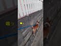 愛犬散歩中気になる場所！ リードをくわえるいつもの癖 老犬