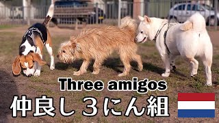 柴犬柿丸 第二ラウンドはワンプロ 近所のドッグラン【オランダ / 環境音 / 4K】Kaki-Maru the Shiba Inu