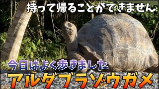 今日はよく歩きました。アルダブラゾウガメのハリー