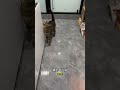 玩逗猫棒不如逗猫玩棒 记录猫咪日常 狸花猫 铲屎官的乐趣