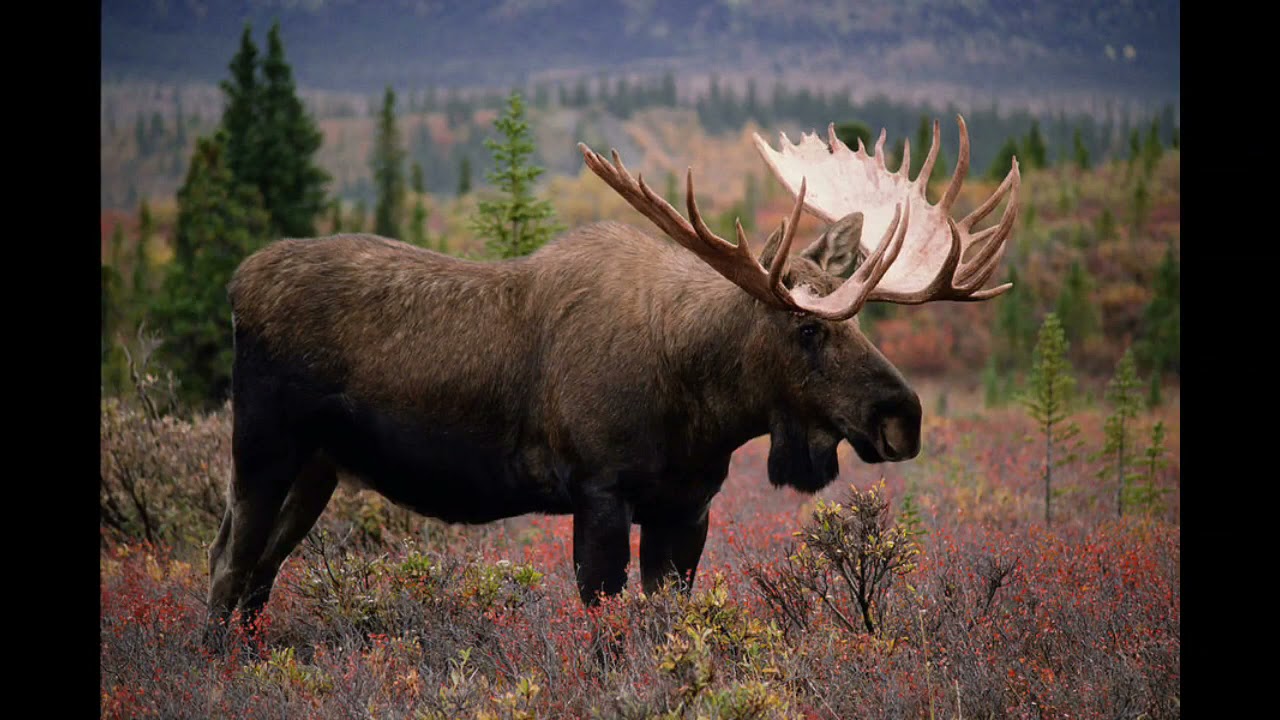 Moose Sounds Youtube