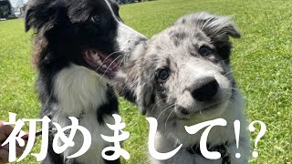 【感慨深い】ボーダーコリー 姉と弟の初顔合わせに感動しました♪