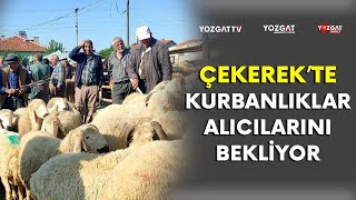 Çekerek’te kurbanlıklar alıcılarını bekliyor