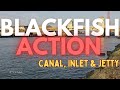 Master the Canal, Inlet, and Jetty for Non-Stop Blackfish Action!