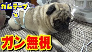 飼い主をガン無視する犬　うちのパグ『おまめ日記』《ブサかわパグ動画》