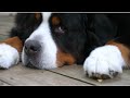 Bernese Mountain Dog blows me away