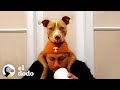 Pitbull rescatado es tan loco con sus abuelitos | Puro Pitbull | El Dodo