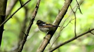 宮ヶ瀬湖 早戸川林道のキビタキ（雄）の地鳴き　その１（4K動画から切り出した2K動画）