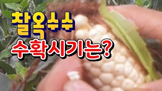 찰옥수수 수확시기는?