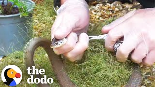 Stuck Snake Needed A Little Human Help | The Dodo