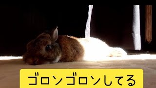 【急に倒れるうさぎ】ゴロンゴロンするんだもん。Habruptly falling rabbit