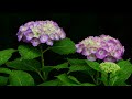 雨のあじさい寺 高源院・4k