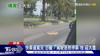 快車道驚見「恐龍」? 駕駛急煞停車「牠」超大隻｜TVBS新聞 @TVBSNEWS02