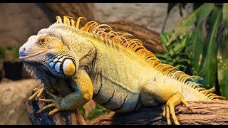 David Attenborough || Wildlife On One S31E04 Iguanas, Living Like Dinosaurs