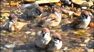 スズメ集団が冷たい川で水浴び　Eurasian Tree Sparrow