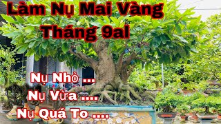 cách làm nụ cho mai vàng chơi tết 2023 - tháng 9alm