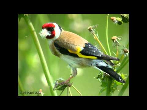 TÉLÉCHARGER CHANT CHARDONNERET KADOUS