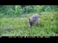 Watch a wolf eat blueberries in the wild | Science News