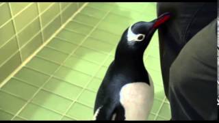 Mr. Poppers Penguins (2011) Official Trailer HD